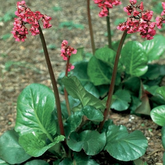 Rotblum Bergenia for Sale | Bergenia cordifolia Perennial