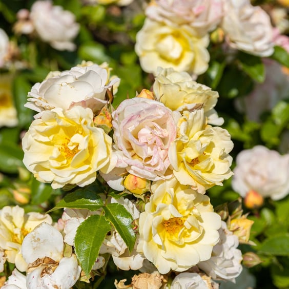 Popcorn Drift® Rose | Rose Bushes for Sale at McKay Nursery