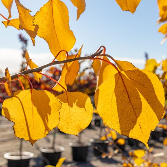 Prairie Gold Quaking Aspen