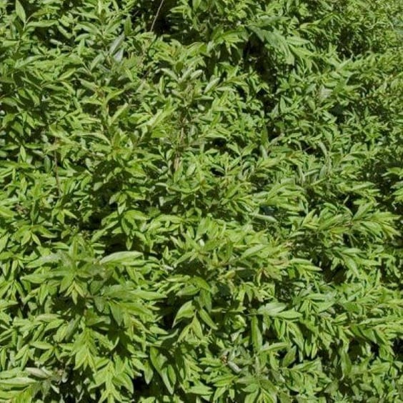 Buy Lodense Privet | Quality Plants | McKay Nursery