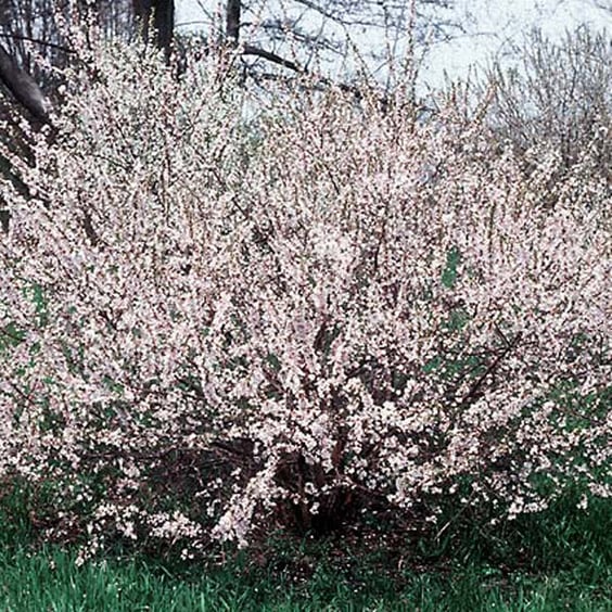 Nanking Cherry