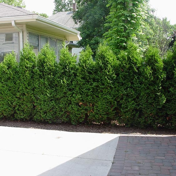 Pyramidal Arborvitae - Tall & Narrow | McKay Nursery