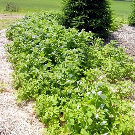 Heritage Raspberry - Edible plants