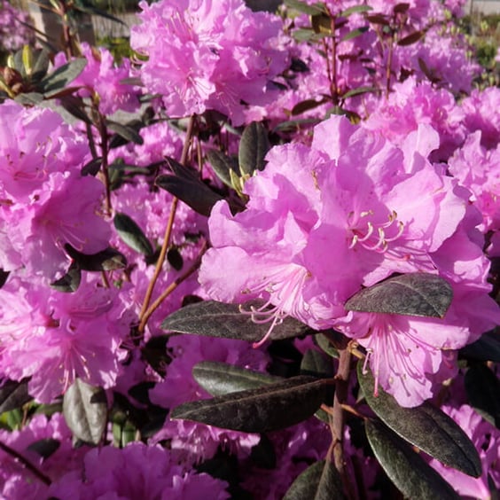 P.J.M Rhododendron | McKay Nursery