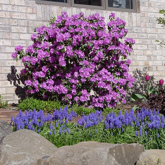 P.J.M Rhododendron | McKay Nursery