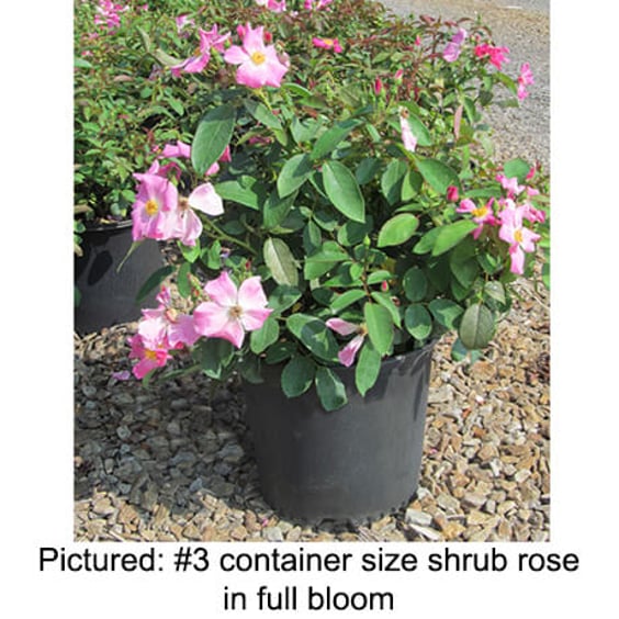 Nearly Wild Rose | McKay Nursery