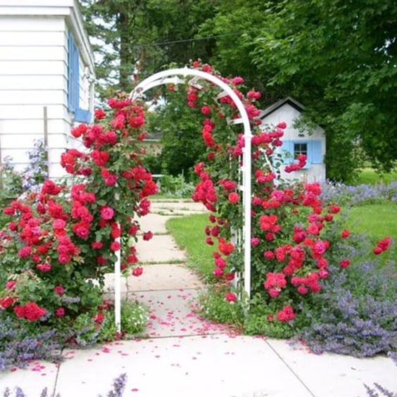 Ramblin' Red Climbing Rose for Sale | McKay Nursery