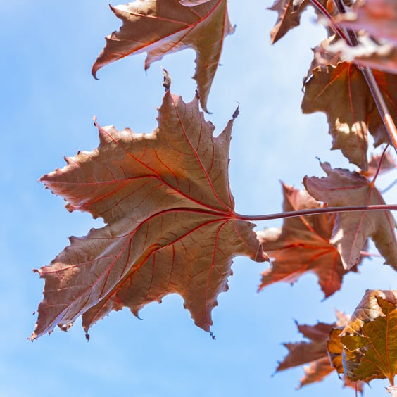 McKay Nursery Maple - Thumbnail 2