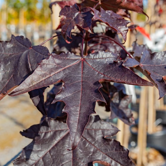 McKay Nursery Maple