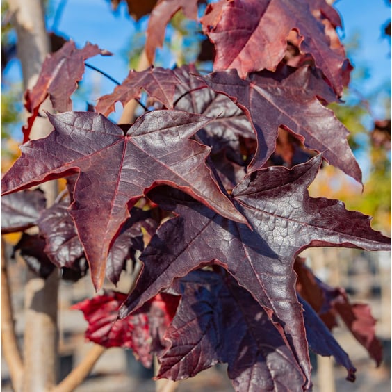 McKay Nursery Maple - Thumbnail 3