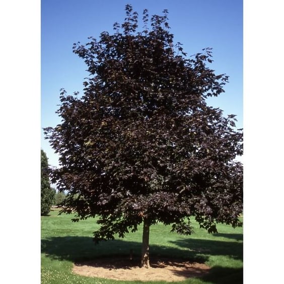 McKay Nursery Maple - Thumbnail 5