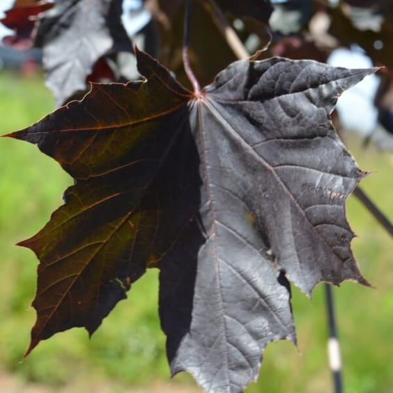 McKay Nursery Maple - Thumbnail 4