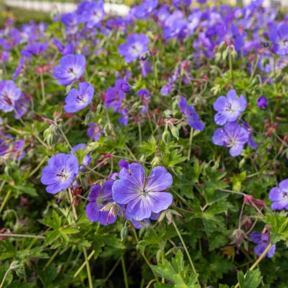 McKay Nursery Rozanne Geranium - Thumbnail 4