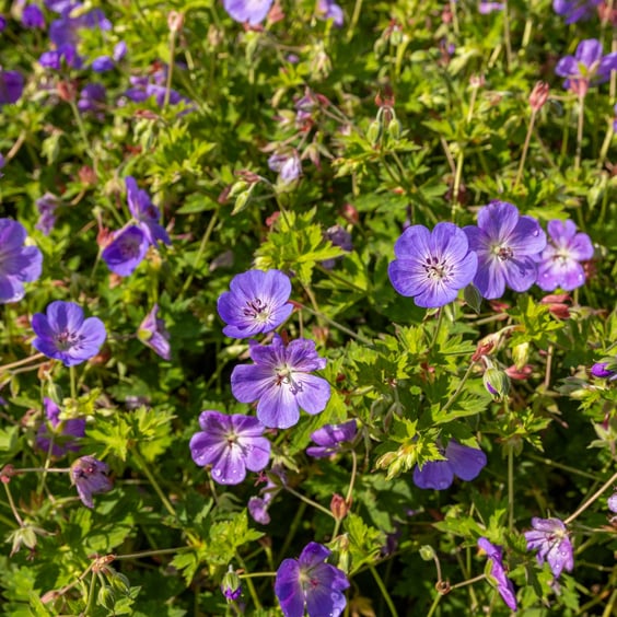 McKay Nursery Rozanne Geranium - Thumbnail 3