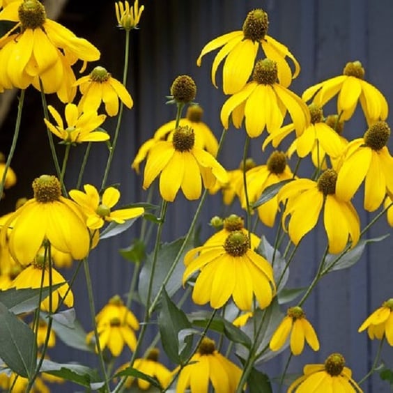 Autumn Sun Conflower Perennial
