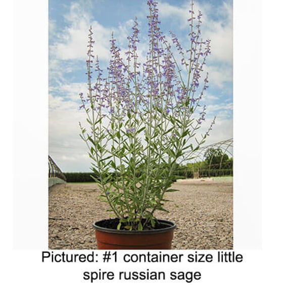 Little Spire Russian Sage