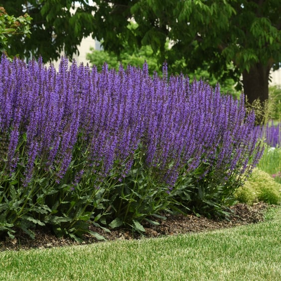 McKay Nursery Blue by You Salvia - Thumbnail 5