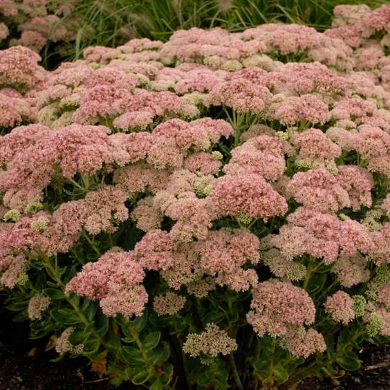 McKay Nursery Autumn Joy Sedum