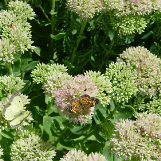 McKay Nursery Autumn Joy Sedum - Thumbnail 3