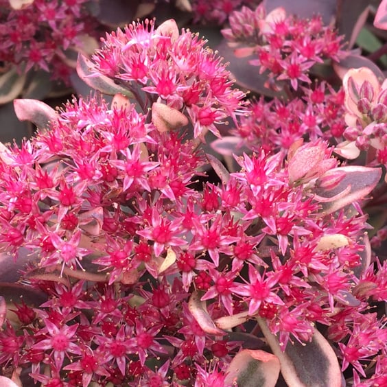 fat plant Persicaria Fat Domino (Mountain Fleeceflower)