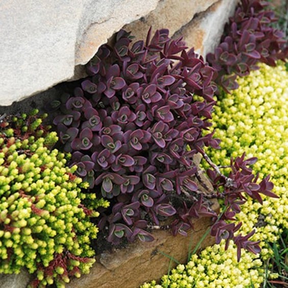 Sunsparkler Sedum - Thumbnail 5