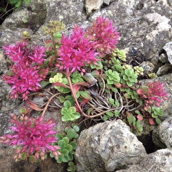 red carpet sedum images