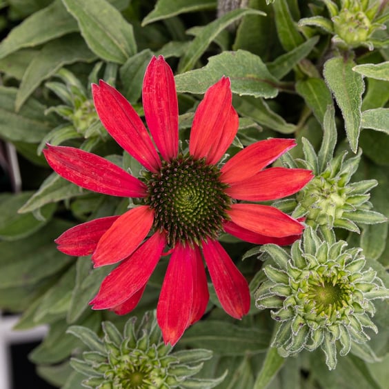 McKay Nursery Sombrero Baja Coneflower