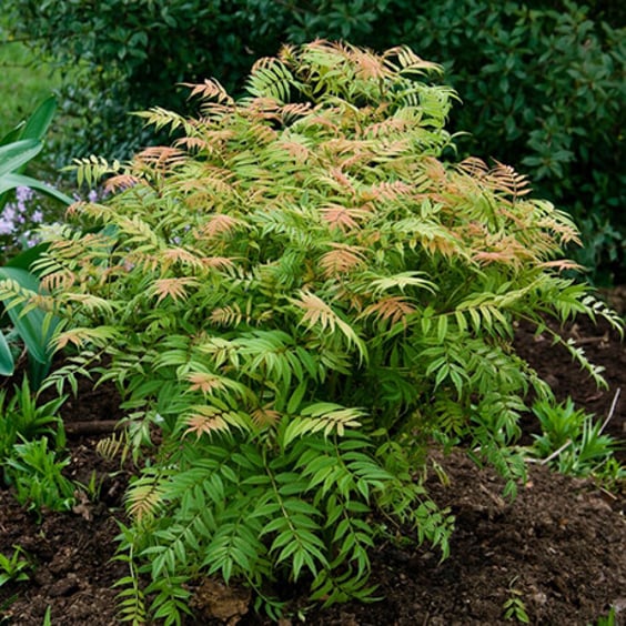 Ash Leaf Spirea Sorbaria Plant