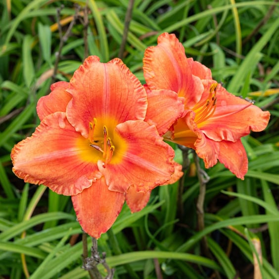 McKay Nursery Stella d'Oro Daylily