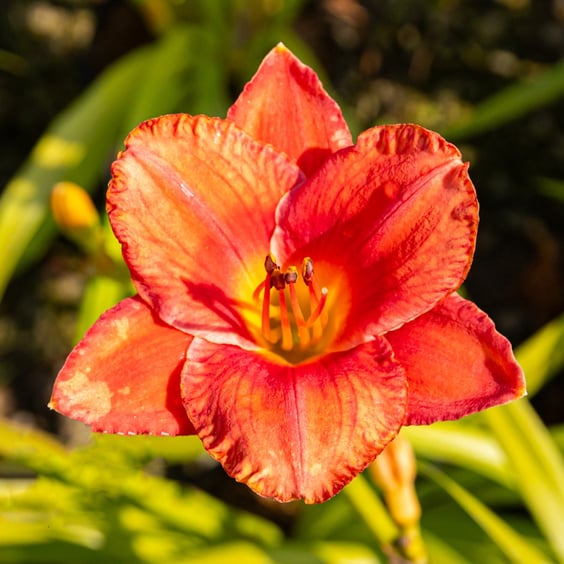 McKay Nursery Stella d'Oro Daylily - Thumbnail 3