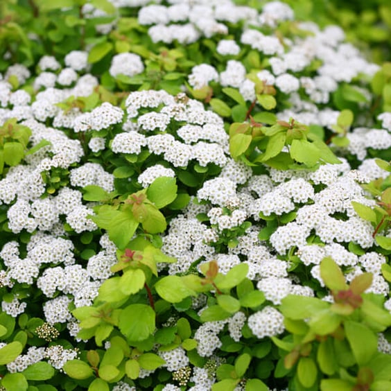 Glow Girl Spirea: Effortless Blooms from May to June | McKay Nursery