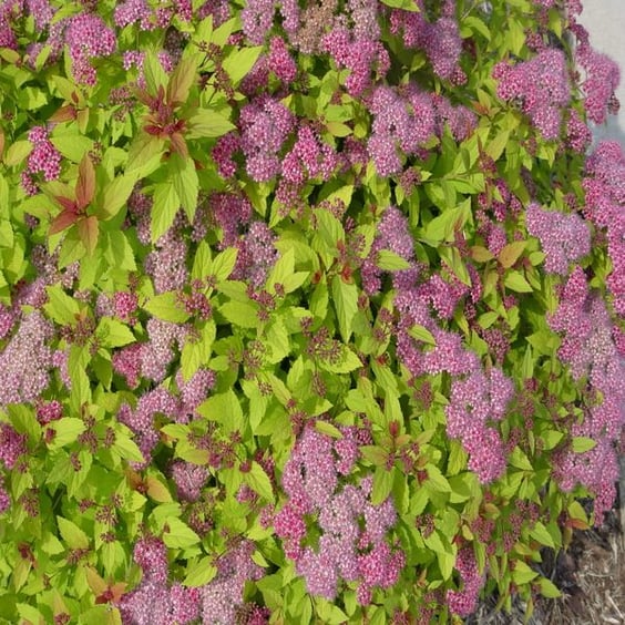Magic Carpet Spirea (S. japonica) | McKay Nursery