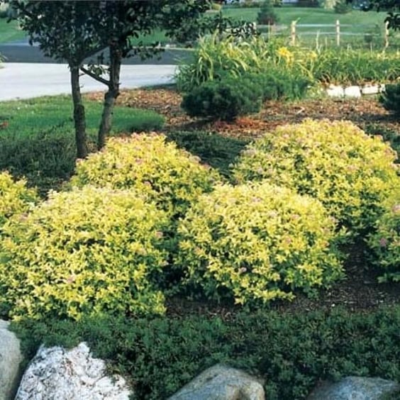 fragrant rose plants Fragrant Plum Potted Rose Bush main image 1