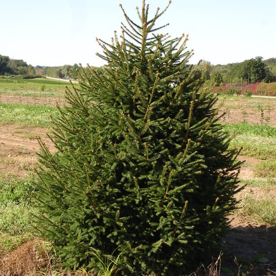 McKay Nursery Norway Spruce - Thumbnail 2