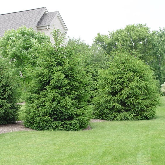 McKay Nursery Norway Spruce - Thumbnail 3