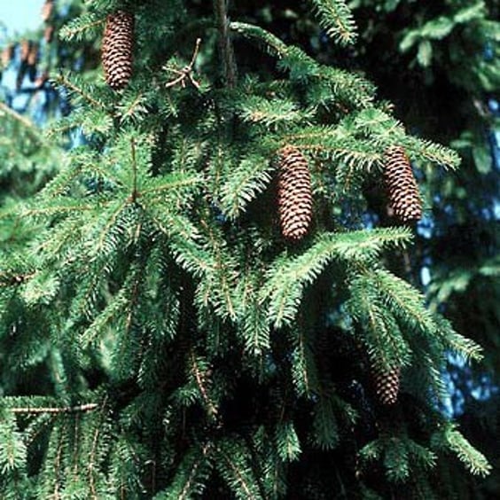McKay Nursery Norway Spruce