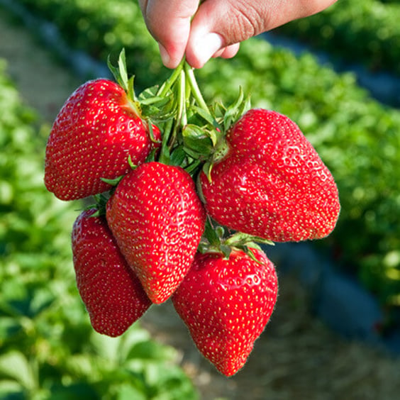 Dunlap Strawberry Plants | Juicy Delights | McKay Nursery