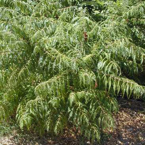 Staghorn Sumac Shrub (Rhus typhina) | McKay Nursery