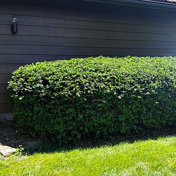 thuja brabant ballenware Brabant Arborvitae main image 1
