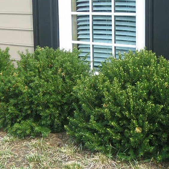 ficus microcarpa zimmerpflanze Ficus microcarpa 'Nitida' auf einem Stamm