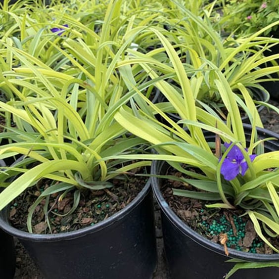 McKay Nursery Sweet Kate Spiderwort