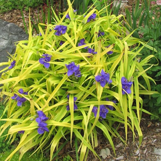 McKay Nursery Sweet Kate Spiderwort - Thumbnail 3
