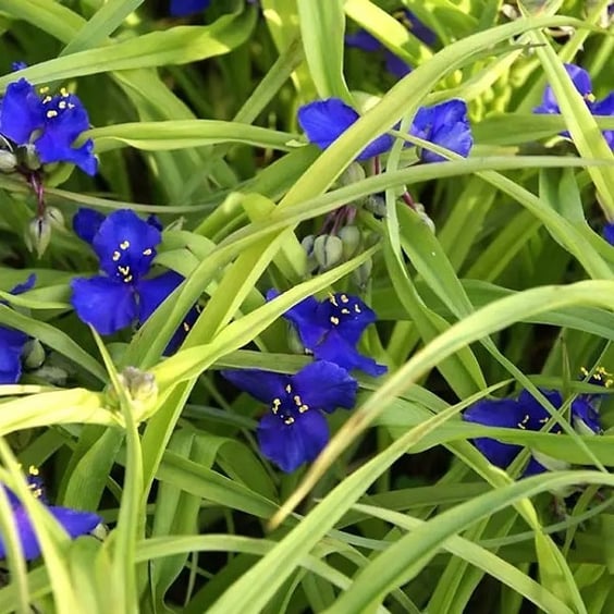 McKay Nursery Sweet Kate Spiderwort - Thumbnail 4