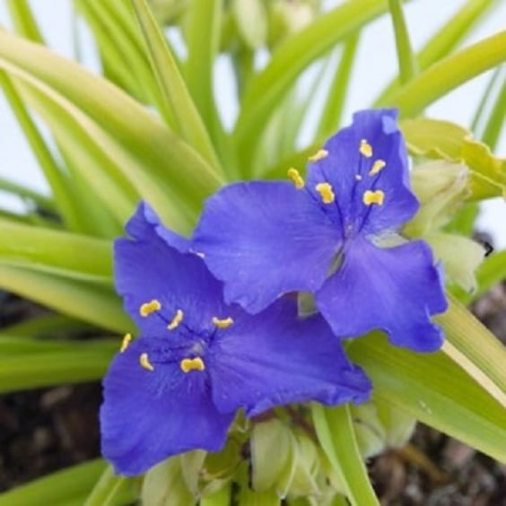 McKay Nursery Sweet Kate Spiderwort - Thumbnail 2