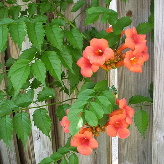 Trumpet Vine | Hummingbird Magnet | McKay Nursery