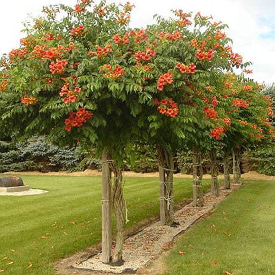 Trumpet Vine