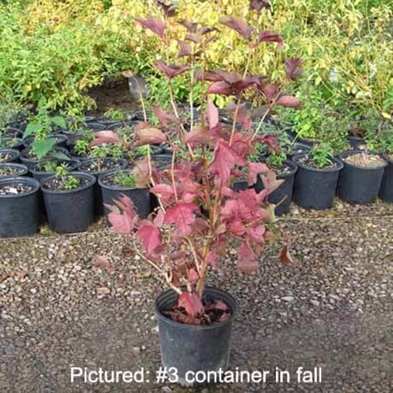 McKay Nursery American Cranberrybush Viburnum - Thumbnail 4