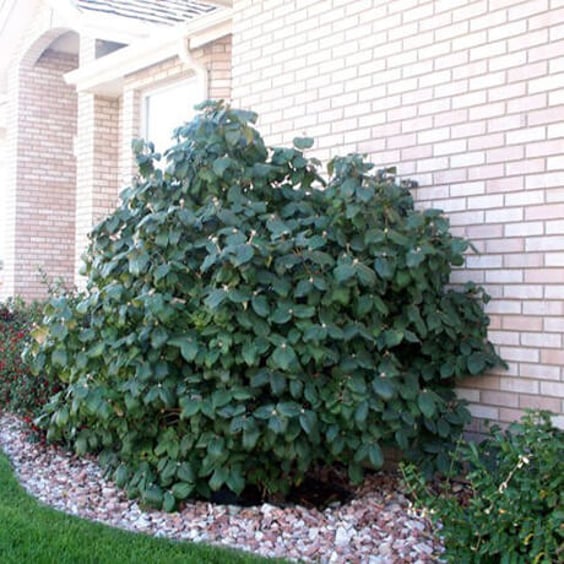 McKay Nursery Korean Spice Viburnum