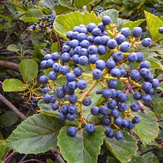 Little Joe Viburnum (V. dentatum) for Sale | McKay Nursery