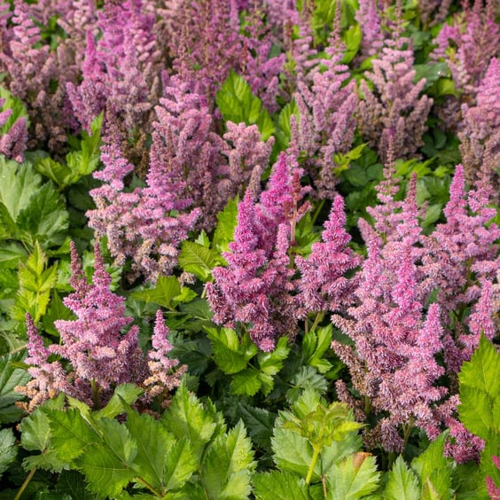 Visions Astilbe